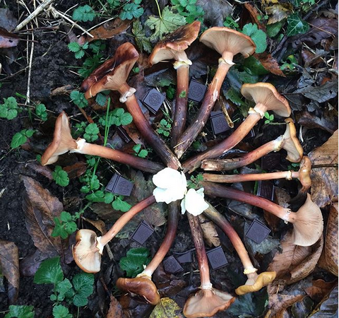 Ejemplo de ofrenda a los espíritus de la naturaleza: 
hongos, flores blancas y chocolate.